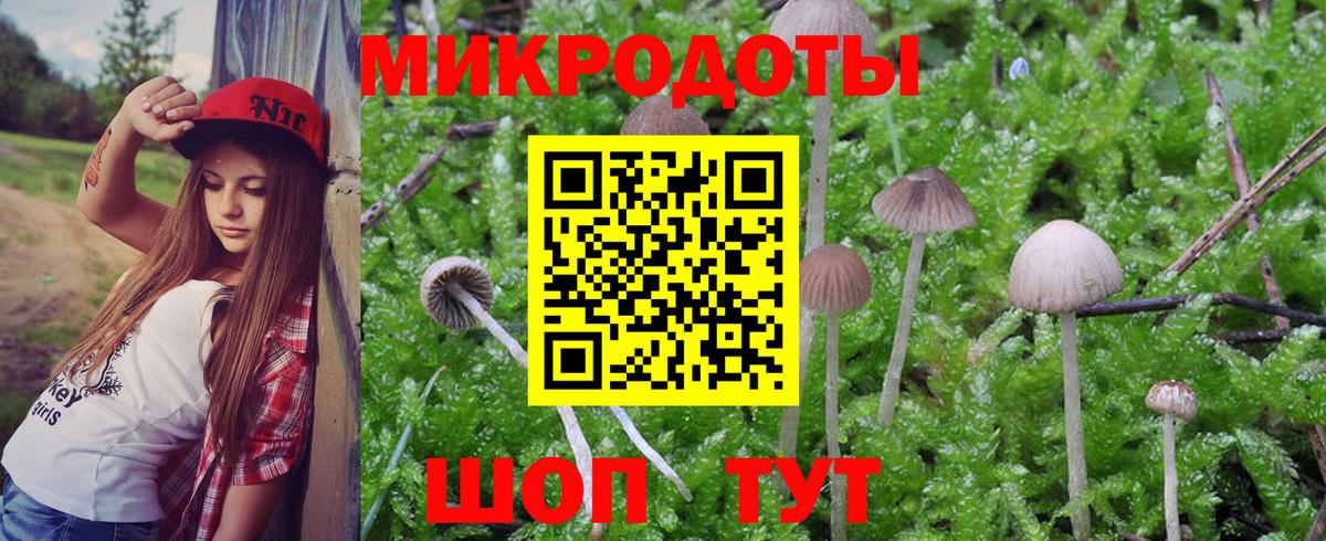 Галлюциногенные грибы Psilocybe Гатчина